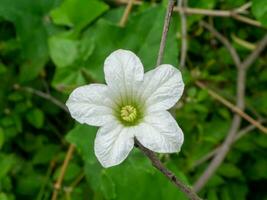 Close up white Ivy Gourd flower on blur background. photo