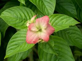 Close up Dona flower with pink leaves. photo