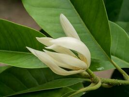 cerca arriba blanco chempaka flor en árbol con hoja antecedentes. foto