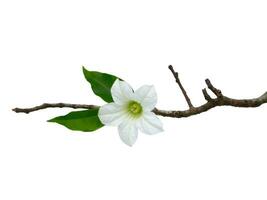 Close up white Ivy Gourd flower with tree branches on white background. photo