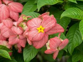 Close up Dona flower with pink leaves. photo