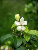 Close up White Orange Jasmine or China Box flower with leaf background. photo