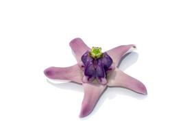 Close up soft violet Crown Flower, Giant Indian Milkweed, Gigantic on white background. photo