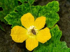 cerca arriba de invierno melón flor con insecto son polinización. foto