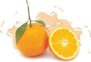 Abstract of orange fruits on white background with color spread. vector