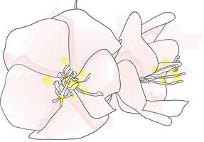 resumen línea de dombeya flor en blanco antecedentes. vector