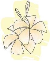 Abstract line of Frangipani, Pumeria flower with color paint on white background vector