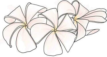 Abstract line of Frangipani, Pumeria flower with color paint on white background vector