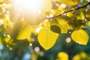 AI generated Branch with green leaves in sunlight, bokeh effect. Summer background. Ai generated photo
