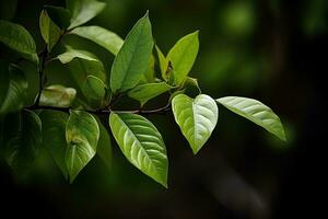 AI generated Dark moody green leaves summer background. Ai generated photo