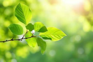 AI generated Branch with green leaves in sunlight, bokeh effect. Summer background. Ai generated photo