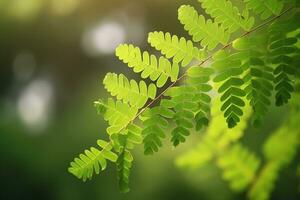 ai generado rama con verde hojas en luz de sol, bokeh efecto. verano antecedentes. ai generado foto