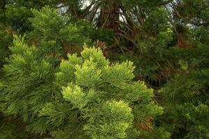 Spring foliage of the giant sequoia or giant mahogany in Latin Sequoiadendron giganteum. photo