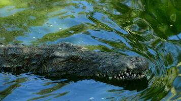 crocodile ou alligator nager dans rivière video