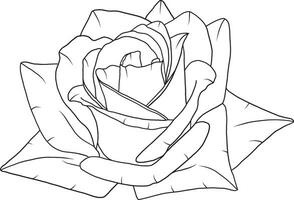 Abstract line rose flower are blooming with empty background. vector