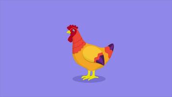 gallina 2d cartone animato animazione video