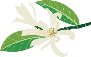 Abstract of chempaka flower with leaf on white background vector