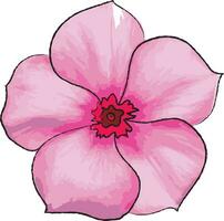 Madagascar Periwinkle flower on white background. vector