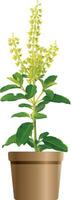 resumen de santo albahaca o tailandés albahaca flor y hojas en marrón maceta. vector