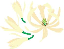 Illustration of chempaka flower with blooming on empty background. vector