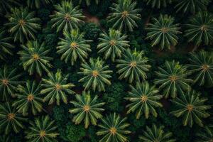 AI generated Coconut Trees Fields Agriculture Background View photo