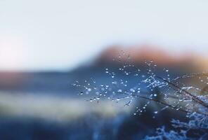 Winter scene beautiful natural water drop on branches tree with blurry field in morning light,Selective focusSnow melts on tree,Image of purity and freshness nature with copy space for ecology concept photo