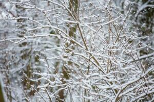 A lot of snow covered the logs. In the winter forest during daytime, soft focus. photo