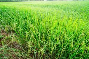 Rice fields and Bokeh dew drop on the top of the rice fields in the morning sun, along with the rice fields that emphasize the soft background, selective focus, and soft focus. photo