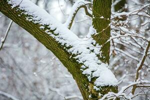 A lot of snow covered the logs. In the winter forest during daytime, soft focus. photo