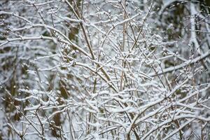 A lot of snow covered the logs. In the winter forest during daytime, soft focus. photo