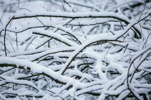 A lot of snow covered the logs. In the winter forest during daytime, soft focus. photo