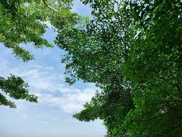 background of green leaves with clear cloudy sky photo