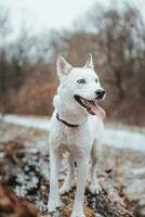 White Siberian husky princess resting on a big fallen tree and posing for the camera. Smile of female dog from nice weather. Ostrava, Czech Republic photo