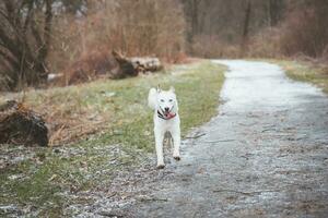 White Siberian Husky with piercing blue eyes running in the open in the woods during autumn in the morning hours. Ostrava, Czech Republic photo