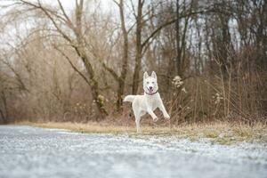 White Siberian Husky with piercing blue eyes running in the open in the woods during autumn in the morning hours. Ostrava, Czech Republic photo