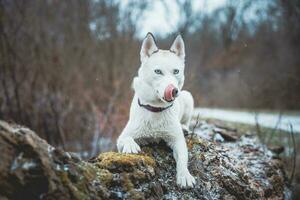 blanco siberiano fornido princesa descansando en un grande caído árbol y posando para el cámara. sonrisa de hembra perro desde bonito clima. ostravá, checo república foto