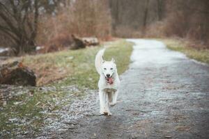 White Siberian Husky with piercing blue eyes running in the open in the woods during autumn in the morning hours. Ostrava, Czech Republic photo