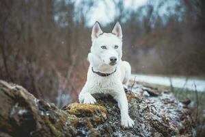 White Siberian husky princess resting on a big fallen tree and posing for the camera. Smile of female dog from nice weather. Ostrava, Czech Republic photo