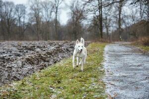 White Siberian Husky with piercing blue eyes running in the open in the woods during autumn in the morning hours. Ostrava, Czech Republic photo