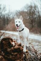 blanco siberiano fornido princesa descansando en un grande caído árbol y posando para el cámara. sonrisa de hembra perro desde bonito clima. ostravá, checo república foto