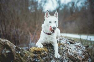 White Siberian husky princess resting on a big fallen tree and posing for the camera. Smile of female dog from nice weather. Ostrava, Czech Republic photo