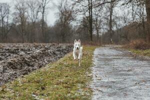 blanco siberiano fornido con perforación azul ojos corriendo en el abierto en el bosque durante otoño en el Mañana horas. ostravá, checo república foto