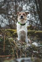 Portrait of a White and brown dog is sitting in the field. Posing the dog for the camera. Proud owner. Ostrava, Czech republic photo