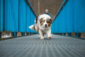 Fearful expression of an Australian Shepherd puppy walking across a leaky bridge. The lack of self-confidence of a dog. Handling a critical moment photo