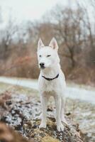 White Siberian husky princess resting on a big fallen tree and posing for the camera. Smile of female dog from nice weather. Ostrava, Czech Republic photo