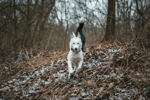 White Siberian Husky with piercing blue eyes running in the open in the woods during autumn in the morning hours. Ostrava, Czech Republic photo