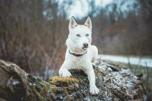 White Siberian husky princess resting on a big fallen tree and posing for the camera. Smile of female dog from nice weather. Ostrava, Czech Republic photo