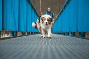 Fearful expression of an Australian Shepherd puppy walking across a leaky bridge. The lack of self-confidence of a dog. Handling a critical moment photo