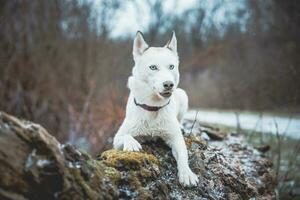 White Siberian husky princess resting on a big fallen tree and posing for the camera. Smile of female dog from nice weather. Ostrava, Czech Republic photo