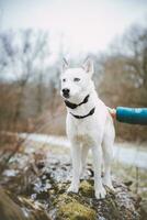 White Siberian husky princess resting on a big fallen tree and posing for the camera. Smile of female dog from nice weather. Ostrava, Czech Republic photo